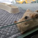 분당 요미독앤캣 강아지분양 고양이분양 이미지