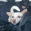 문암생태공원(반려견놀이터) | 문암 생태공원 반려견 운동장 후기