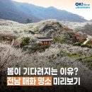 전남 매화 매화 스팟 5곳 이미지