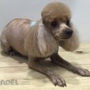 하늬동물병원 이미지