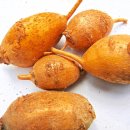 (주)풍원석회 농업회사법인 | 아피오스 인디언감자 종자 판매중입니다.