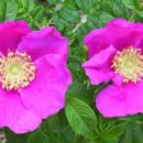 전해지는노래 이미지