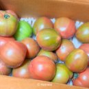 반딧불청과 이미지