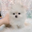 바나개 강아지 고양이 마포점 이미지