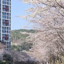 해수천 | 부산 영도 숨겨진 벚꽃 명소 꿀팁_동삼 해수천_(260329 개화 현황)