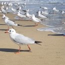 꽁다리김밥 이미지