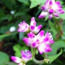 꽃며느리 이미지