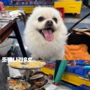 포장8호 | [영흥도] 수협회센터 애견동반 가능한 영흥도조개구이맛집 조개나라8호 조개구이 소, 산낙지 후기