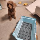 블루켄넬 이미지