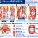20분 짐볼 전신운동｜코어·균형·척추 움직임을 한 번에 이미지