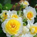 레드로즈 이미지