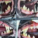 아이앤지동물병원 이미지