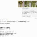 세종카에어콘 | 세종 화원에서 데려온 무늬보스턴고사리 키우는 방법, 잎 끝 타는 이유부터 물주기까지 총정리
