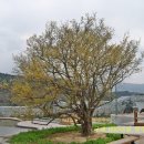 남원 광 한 루 이미지