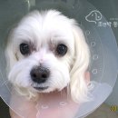 조앤박동물병원 이미지