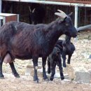 사슴은 꽃이었다 이미지