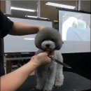 킴스애견미용실 네이버블로그