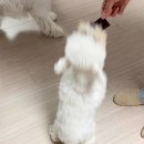 까까달래 | 강아지수제간식 또달래 한우간 노령견도 잘 먹는 부드러운 수제 간식 후기