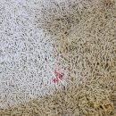 고양이 방광염 증상 및 치료 비용 후기/천안 성정동 늘푸른동물병원