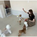 맘바이 루프탑 테라스 강아지 애견호텔 애견유치원 이미지