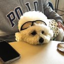 애견의 정원 | 속초 애견동반 카페 ‘라라의 정원’ 디저트 맛집 방문 후기