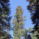 마리포사 이미지