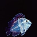 깊은바다 이미지