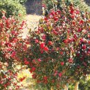 매곡리마을회관 이미지