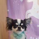 까끼애견미용 네이버블로그