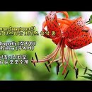 Chamras Saewataporn의 '로하스'음악中/Dragonfly &amp; Rainbow 이미지