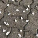 꽃뿌리