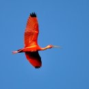 홍따오기(Scarlet Ibis; Eudocimus ruber) 이미지
