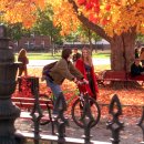 오렌지카매니아 이미지