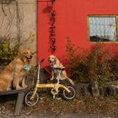 중문동 마을서쪽자비사가는길 | 2022 my dog rally in JEJU / go out with dogs / 마이독렐리 인 제주 / 고아웃위드독스