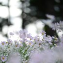 [옥정호구절초축제] 바라만 보아도 힐링이 되는곳 <구절초/사진여행> 이미지