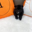 오독안심분양센터 강아지분양 고양이분양 목동점 이미지