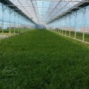 소산미나리농원 이미지