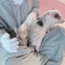 남천1-204 | 광안리 맛집 당일치기코스 | 쫀득감자·동물카페·조개구이·버거·와플 찐 솔직 후기 🐷🍔