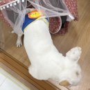 행복만줄개 네이버블로그