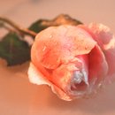 아로마테라피 이미지