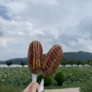 내가 가장 예뻤을때(평일) | [양평맛집] 유명한 두물머리 연핫도그! / 무료 공용주차장 위치 안내, 주차 꿀팁 / 서울 근교 드라이브...