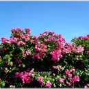 장미꽃길 1 이미지