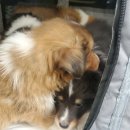 고대영동물병원 이미지