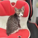 1급마이스터모터스 이미지