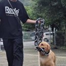지니독 이미지