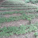 금평농장 이미지