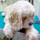 퍼피 투게더 이미지