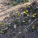 봄의 전령사ㅡ영원한 행복 노란 복수초 이미지