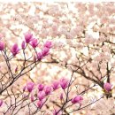 3월28일(일) 신탄진 벚꽃길 이미지