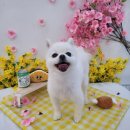 인생멍컷 이미지